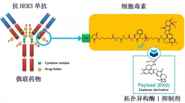 奧希替尼耐藥後新方案HER3-DXd獲美FDA授予突破性療法認定