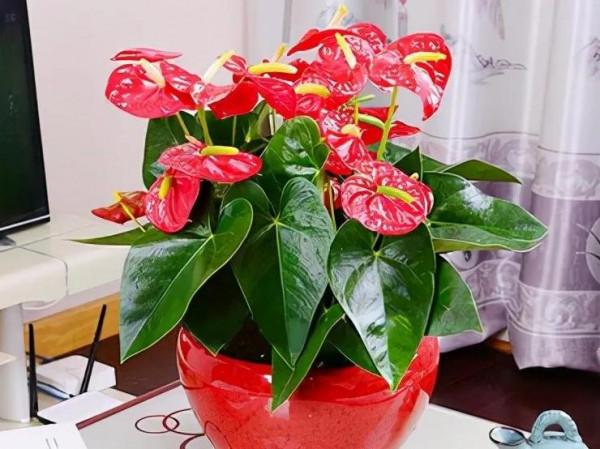 五種旺宅花，您知道嗎？