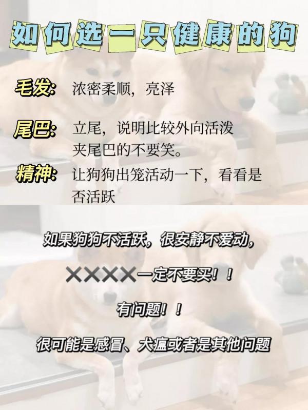 養狗注意事項！！新手養狗必知