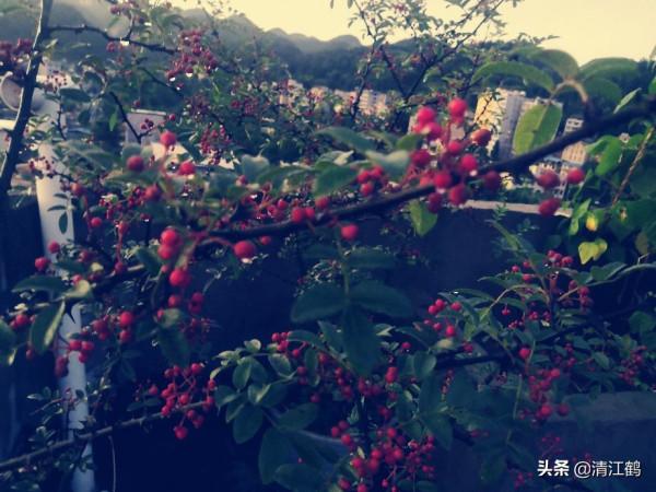 花椒在什麼時候採收才會色澤鮮豔靚麗,麻香味最濃 花椒在什麼時候採收才會色澤鮮豔靚麗,麻香味最濃