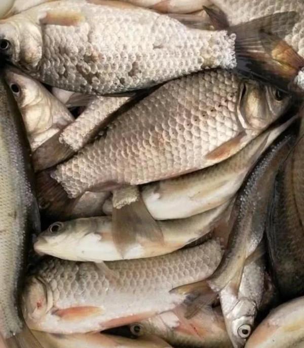 釣魚大爺初冬釣魚多的秘密,小水面裡有大驚喜 釣魚大爺初冬釣魚多的秘密,小水面裡有大驚喜