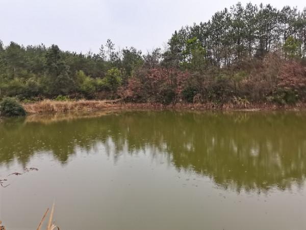 可遇不可求的土鯽魚，看著就覺得舒服