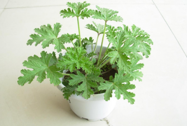 &ZeroWidthSpace;改善衛生間空氣質量，養花就養&OpenCurlyDoubleQuote;這4樣&rdquo;，養眼好活，實用價值高