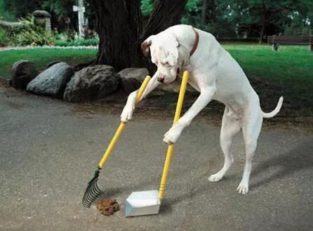 關於戶外寵物狗在路上大小便的問題,我們一起聊一聊 關於戶外寵物狗在路上大小便的問題,我們一起聊一聊