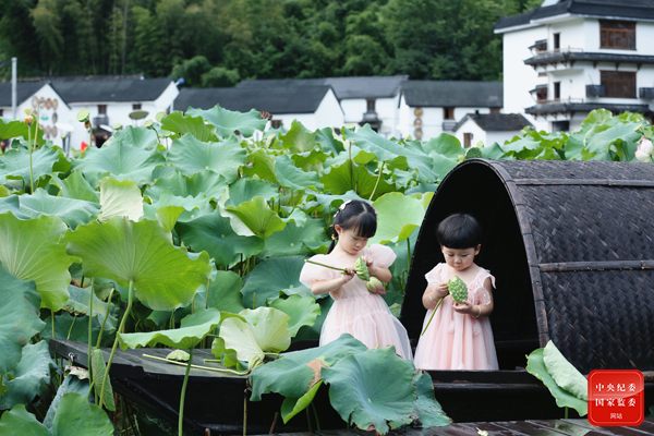 鏡頭|八月荷花蕩 鏡頭|八月荷花蕩