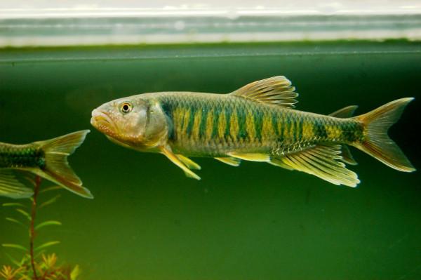 兇猛的小型原生魚 馬口魚