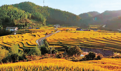 最是橙黃橘綠時 最是橙黃橘綠時