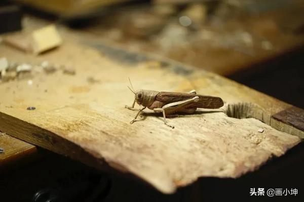 創造栩栩如生的木雕昆蟲