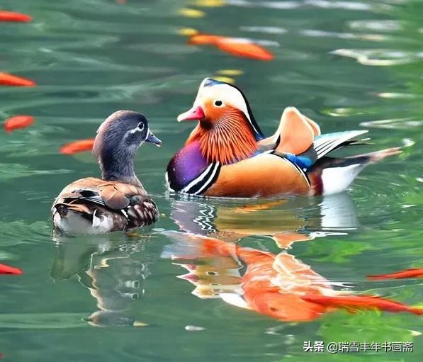 鴛鴦出雙入對惹人羨慕啊