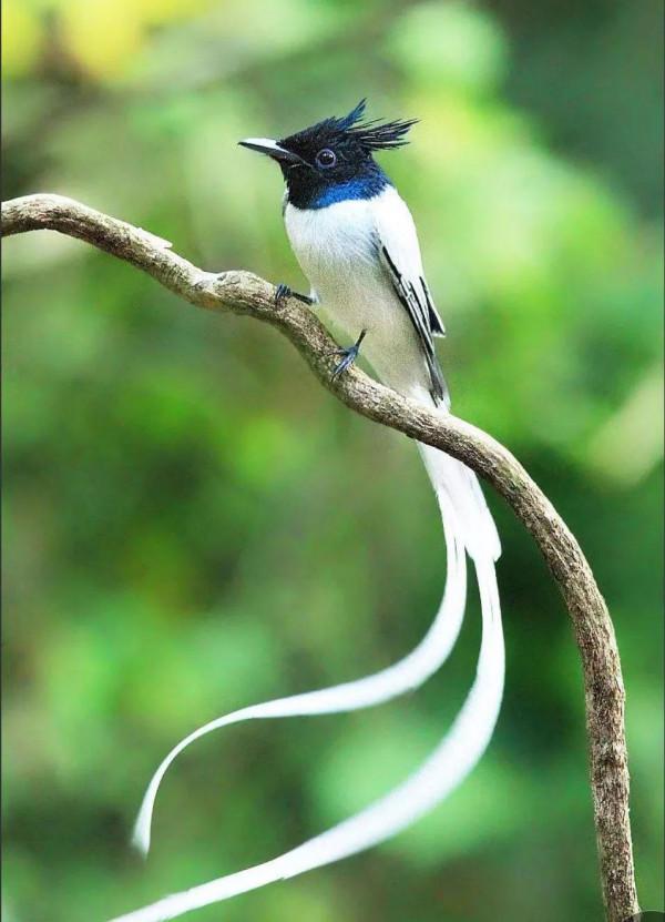 一支清新美麗的，壽帶鳥，尾巴長長，仙氣飄飄，美得像仙女
