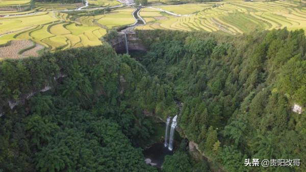 貴定臘利梯田黃了，農業觀光異常火爆