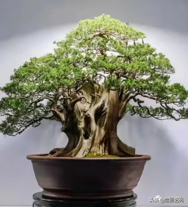 老樹閒看百鳥歸——訪著名盆景藝術家曹志振先生