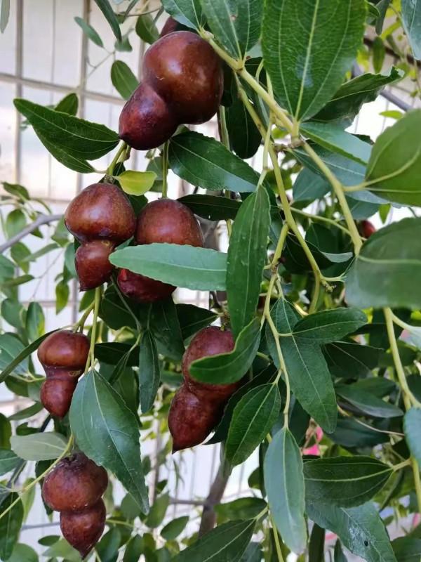 大學回村放羊年收入十五萬 大學回村放羊年收入十五萬