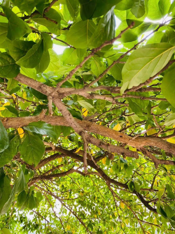 潭柘寺的“柘”，原來如此~！