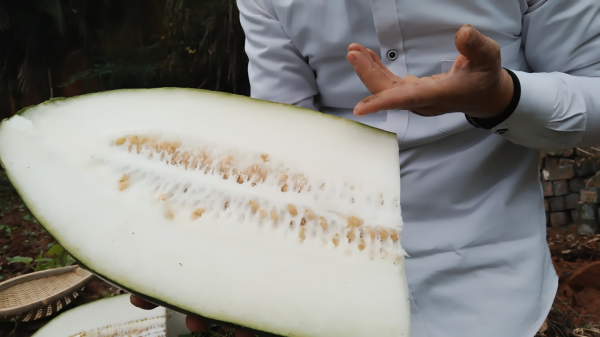 農民扔掉的冬瓜籽，磨成細粉衝紅糖水喝，喉嚨舒服不咳嗽