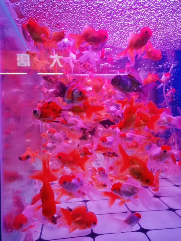 週末逛花市~10元就能買到一週快樂