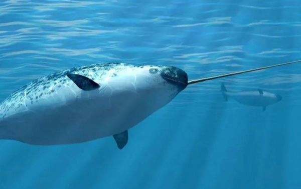 《寶可夢》來源與生態：白海獅不是海獅，而是海里的美人魚