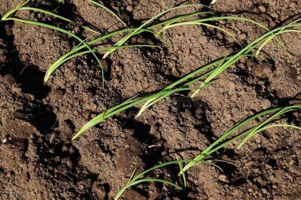 小雪節令能種哪些菜?別擔心,這三種越冬耐寒菜現在種不算遲 小雪節令能種哪些菜?別擔心,這三種越冬耐寒菜現在種不算遲