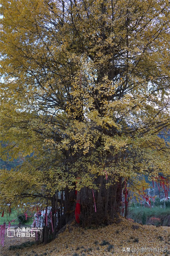 秦嶺深處，中國最古老的銀杏樹之一，至今已經4000年了