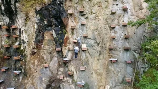 喜馬拉雅山採蜜人:蜂蜜每公斤3500美元也不賣,特供給尼泊爾皇室 喜馬拉雅山採蜜人:蜂蜜每公斤3500美元也不賣,特供給尼泊爾皇室