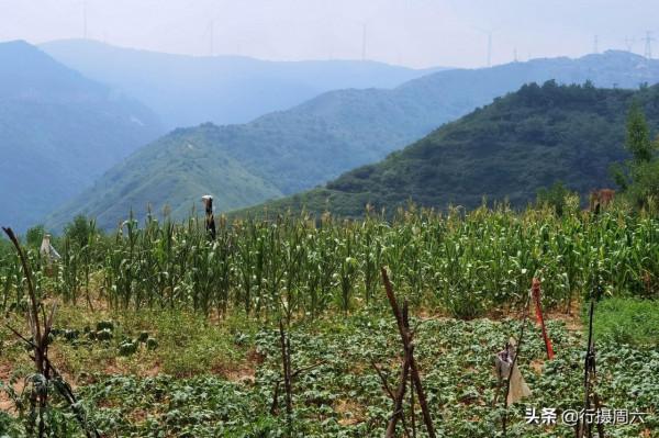 農民大爺上山割下“神仙草”,點燃防蚊蟲能保10小時,看是啥 農民大爺上山割下“神仙草”,點燃防蚊蟲能保10小時,看是啥
