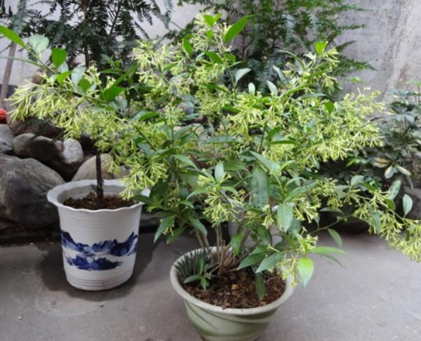 天冷了，8種有毒花別在屋裡養，容易影響健康