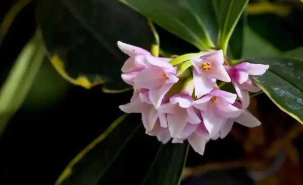 大寒花信 &vert; 寒盡春自來，年味逐日濃