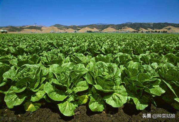 葉菜都是直接播種嗎？這5種育苗移栽長得更好，方法簡單不妨一試