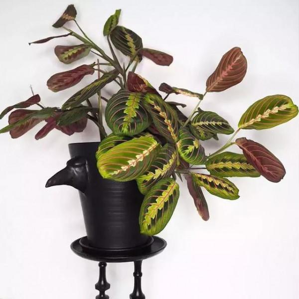 會祈禱的珍稀觀葉植物——植物非試管高效快繁葉蟬竹芋