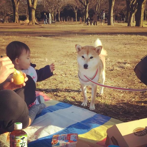 三胎家庭養了7年的柴犬：賣得了萌，帶得了娃，治癒又溫馨