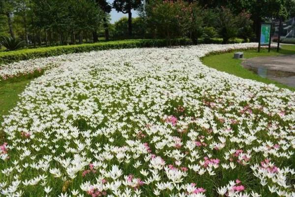 蔥蘭——花開有時（14）