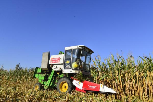 小麥播種前,要不要拌種?怎麼拌種?一看就懂 小麥播種前,要不要拌種?怎麼拌種?一看就懂