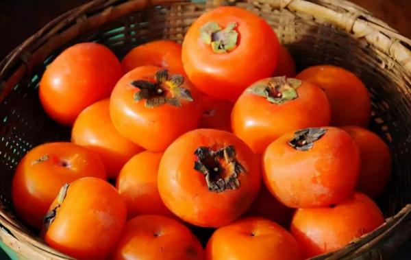 老話說“一個柿子十副藥”是什麼意思?如何正確吃柿子? 老話說“一個柿子十副藥”是什麼意思?如何正確吃柿子?