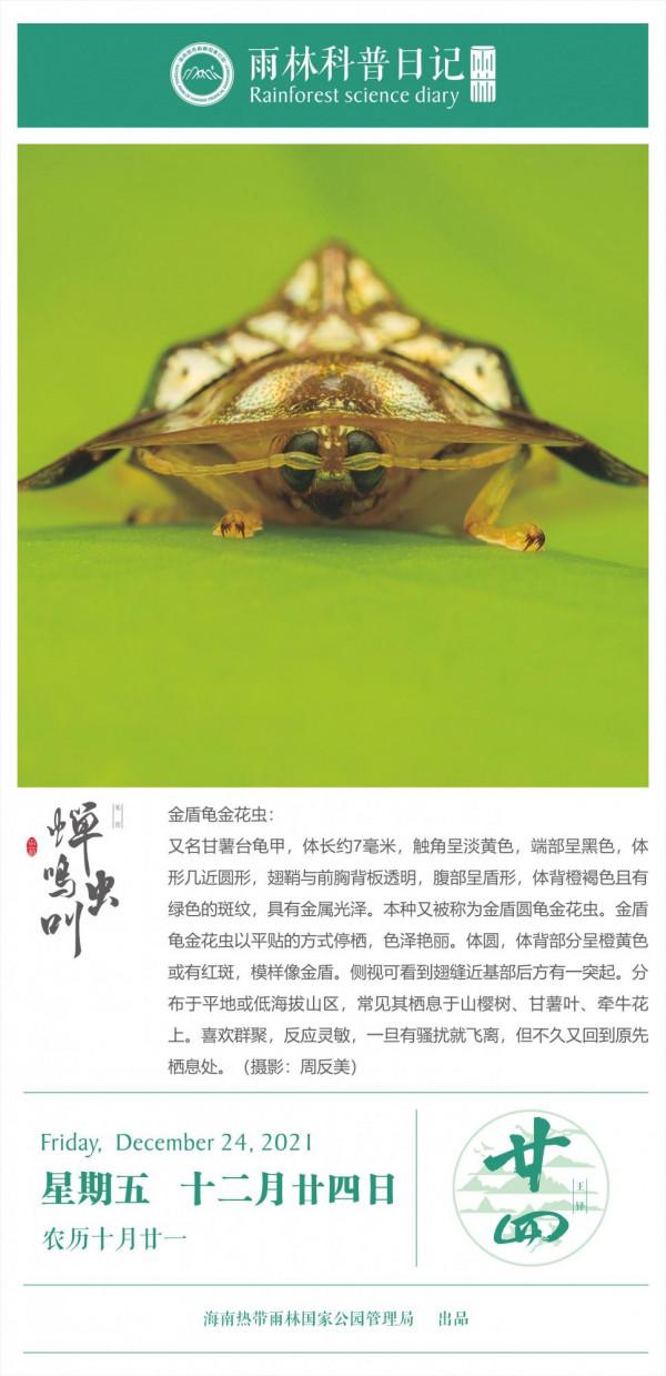 雨林科普日記之金盾龜金花蟲