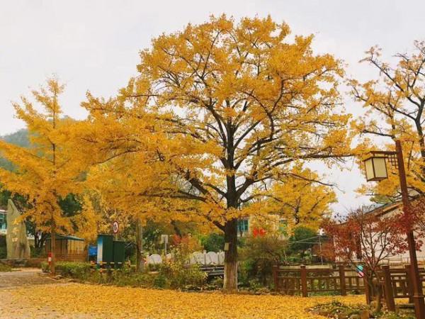 銀杏長廊,燦燦金黃 銀杏長廊,燦燦金黃