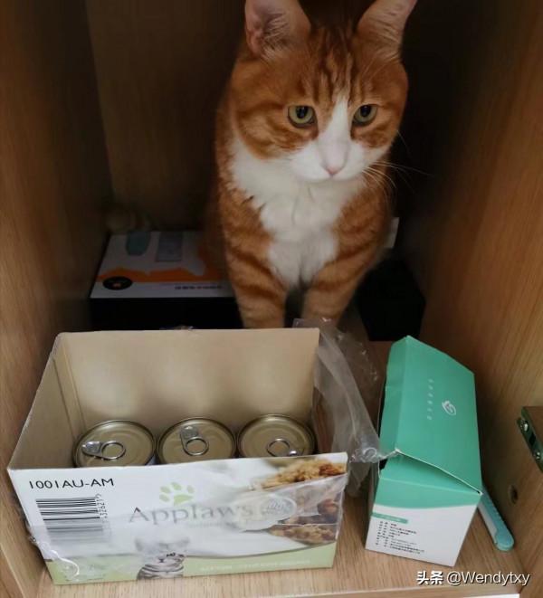 萌寵點點||優雅的享樂主義王子 萌寵點點||優雅的享樂主義王子