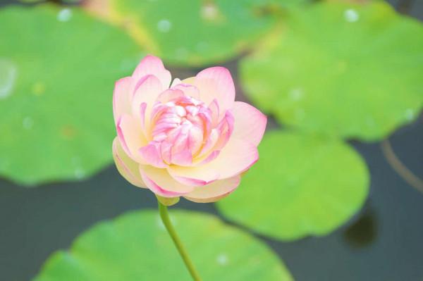 比並蒂蓮更罕見！花博會荷花園開出一朵四蒂睡蓮