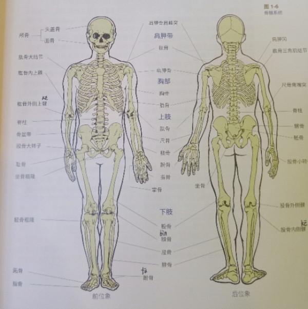 帶你輕輕鬆鬆科學的玩健身(骨骼)