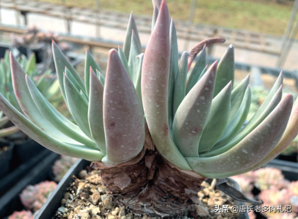 說不易養死的多肉仙女杯，御劍可佔一席之地，咋折騰它都很難掛掉