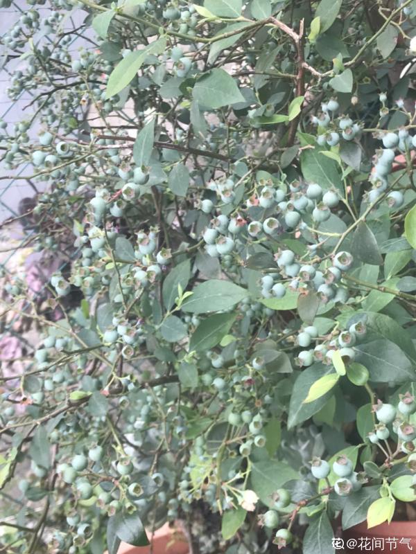 市面藍莓貴又小，別慌！曬曬太陽澆澆水，家裡也能盆栽藍莓