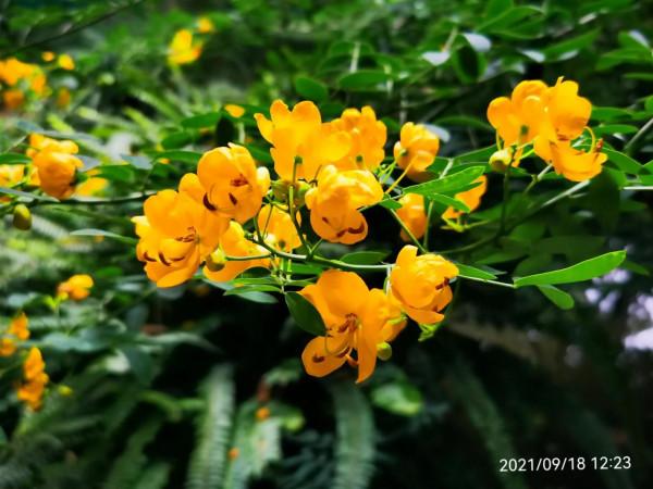 雙莢決明,秋日的色彩 雙莢決明,秋日的色彩