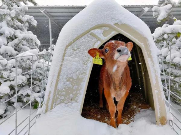 有品日報 | 熊貓外賣/認養一頭牛獲融資；百世集團完成國內快遞業務轉讓；霸王×RIO聯名禮盒上市