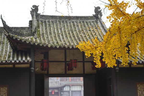 千年銀杏今猶在，不見當年蘇東坡