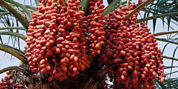 三種叫棗卻不是“棗”，在農村被稱為“不正經”的棗，曾風靡一時