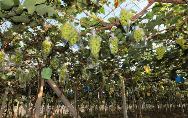 紫輝生態 碩果累累 紫輝生態 碩果累累