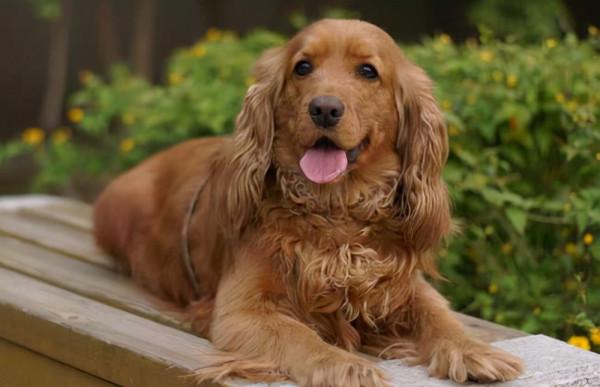 這6種狗體味真的很大，名副其實的“臭狗”