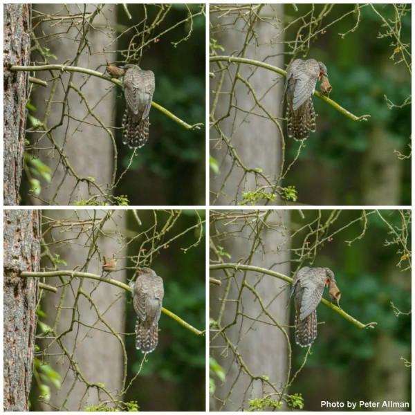 “胎教”不僅存在於人類,雛鳥在蛋裡就能識別媽媽的聲音 “胎教”不僅存在於人類,雛鳥在蛋裡就能識別媽媽的聲音