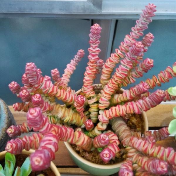 陽臺黨養這5款多肉不出狀態，真不怪咱們，沒有低溫的溫差是關鍵