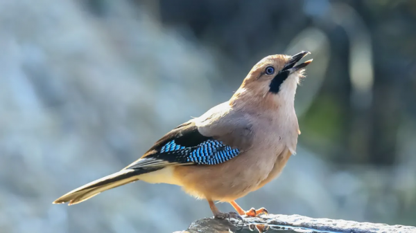 「山西鳥類圖鑑」| 松鴉 「山西鳥類圖鑑」| 松鴉
