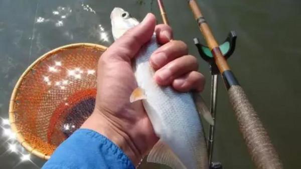 野戰藍鯽有這3種“混搭”配方，比單開厲害多了，釣一次爽一次